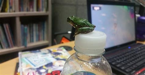 Tree Frog Imgur
