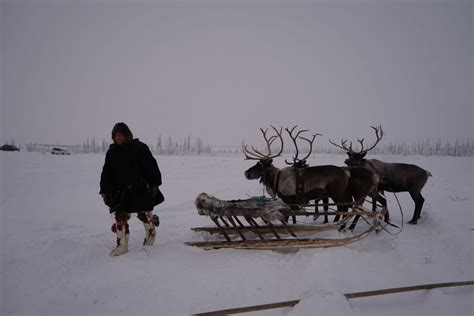 russian tundra tragedy    reindeer   starved  death eye   arctic