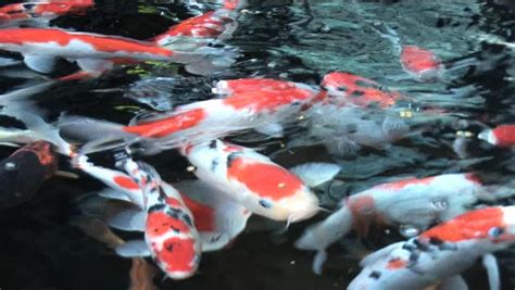facts   koi carp fish colorful koi fish japanese koi carp goldfish