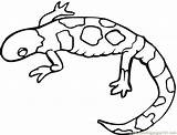 Coloring Gecko Pages Printable Lizard Popular sketch template