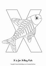 Fish Xray Ray Colouring Preschool Letter Coloring Alphabet Crafts Pages Kids Activity Drawing Activityvillage Words Sheets Xx Animal Kindergarten Explore sketch template