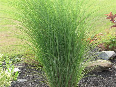 excellent tall grass  landscaping images landscape ideas