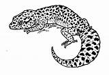 Gecko Leopard Deviantart Coloring Kay Inktober Beast Pages Geckos sketch template