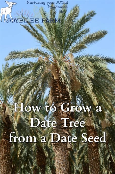 how to tell sex of a date palm