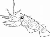 Cuttlefish Coloring Pages Fish Drawing Common Drawings Cuttle Facts Marine Designlooter Gif 67kb 540px Life Shellfish sketch template