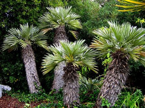 mini palm trees  easycom  deviantart mini palm tree palm trees tropical landscape design
