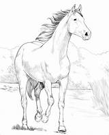 Horse Coloring Pages Arabian Shagya Printable Para Kolorowanka Desenho Colouring Kids Books раскраска Kleurplaat лошадь Målarbok Adult Horses Magic Choose sketch template