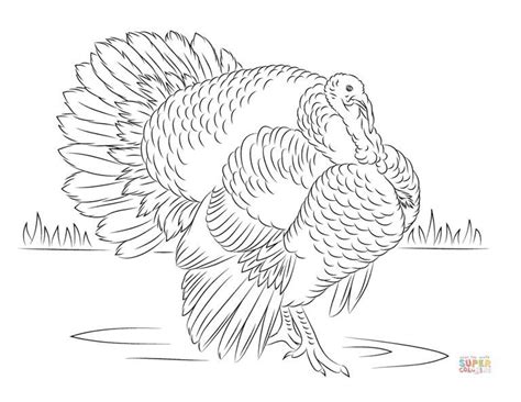 printable turkey coloring sheets  kids turkey coloring pages bird