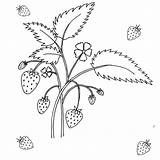 Coloring Strawberry Adult sketch template