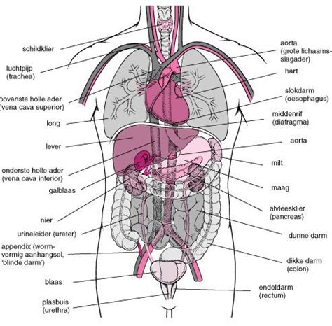menselijk lichaam organen google zoeken human body anatomy human body organs body organs