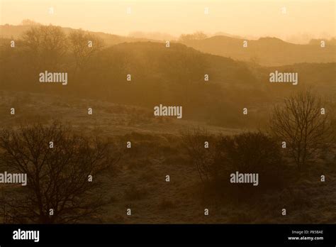 meijendel bij zonsopgang meijendel  sunrise stock photo alamy