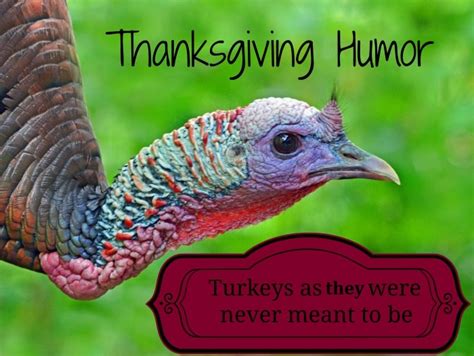 Thanksgiving Humor Turkey As It Was Never Meant To Be