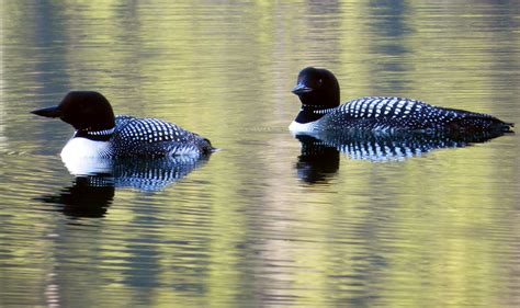 common loon resource   national park service