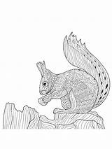 Squirrel Adults Zentangle Zenart Illustration  Dxf Eps sketch template