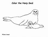 Seal Coloring Pages Cute Getcolorings Leopard Printable sketch template