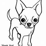 Coloring Chihuahua Pages Teacup Getdrawings Color Getcolorings Chiwawa sketch template