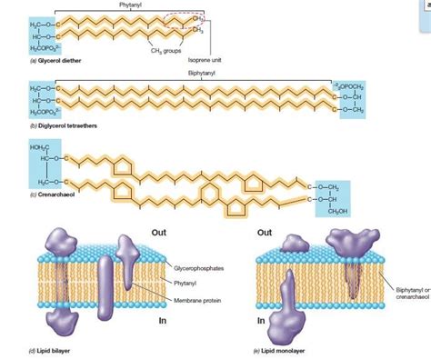 major lipids  archaea   architecture  archaeal membranes   scientific