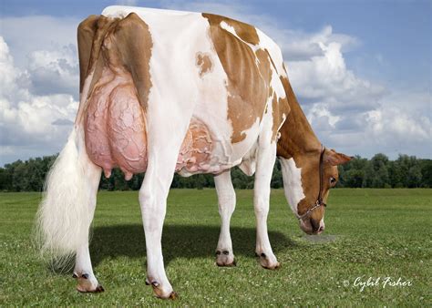Milksource Genetics Cows Enjoy Strong Reclassifications