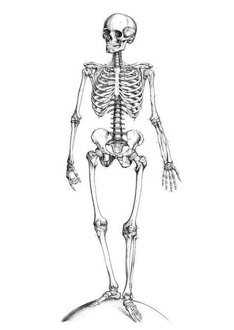 perfect human anatomy  bones coloring pages bulk color skeleton