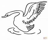 Swan Coloring Pages Taking Off Swans Printable Birds sketch template