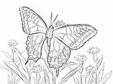 Swallowtail Coloring Pages Old Printable Butterfly Categories sketch template