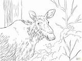 Moose Antler Drawing Getdrawings Coloring sketch template
