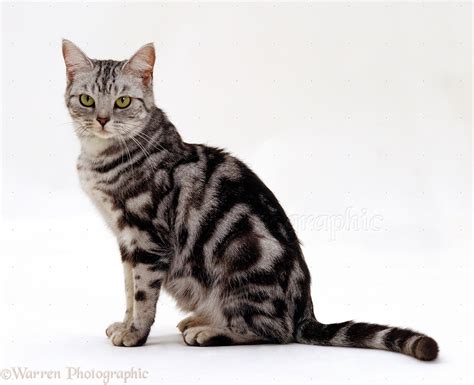 British Shorthair Silver Tabby Female Cat Photo Wp15587