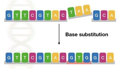 Genetic Mutations Definition Types Causes And Examples Genetic