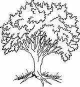 Mahogany Drawings Gif Sketch Trees sketch template