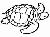 Tartaruga Desenho Marinha Turtle sketch template