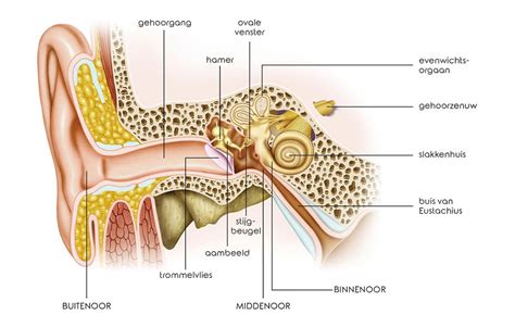 de werking van het oor en het gehoor alphen ad rijn en sliedrecht