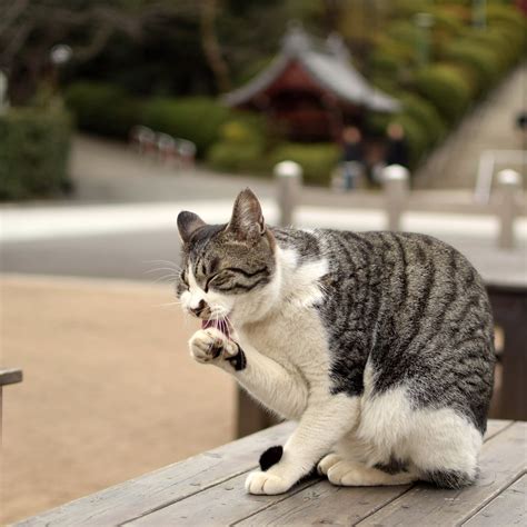 毛づくろいをする猫 cat to the grooming 猫の毛づくろいは本能なんでしょうか。 neko machi flickr