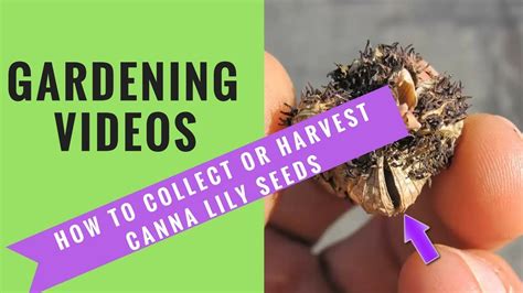 collect  harvest canna lily seeds youtube