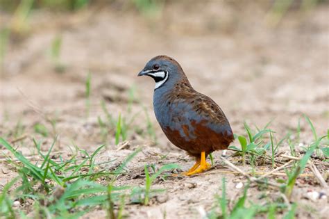king quail bird facts synoicus chinensis   animals