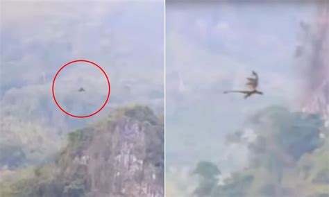 china man claims   captured flying dragon  camera people