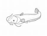 Coloring Catfish Pufferfish Coloringcrew Sea Sunfish Ocean Pages sketch template