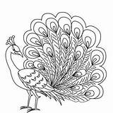 Peacock Colouring Peacocks Outline Yahoo sketch template