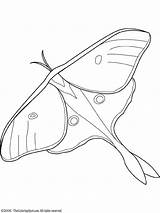 Moth Owady Printables Kolorowanki Moths Farfalla Robaki Schmetterlinge Lightupyourbrain Realistic sketch template