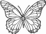 Coloring Pages Mariposa sketch template