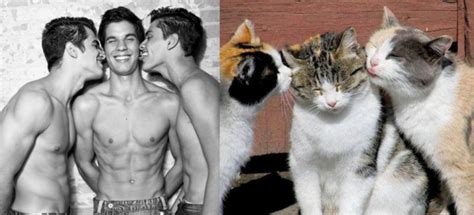 anorak news des hommes et des chatons male models posing like kittens