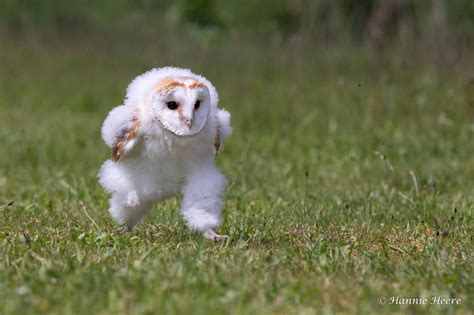 baby owl running  oddly terrifying oddlyterrifying