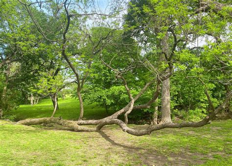 pecan tree topples   ground  backdrop  family