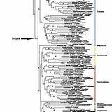 Likelihood Phylogenetic Maximum Combined Morphological sketch template