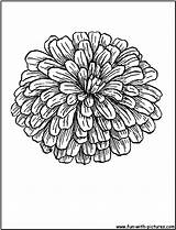 Zinnia Coloring Flower Pages Zinnias Sheets Flowers Tattoo Skull Printable Colouring Choose Board Kids Sheet Da sketch template