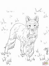 Coloring Fox Pages Grey North American Printable Drawing sketch template
