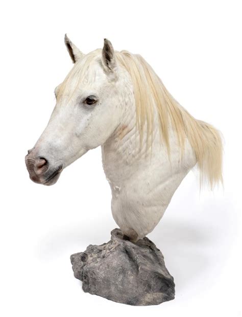 taxidermy  high quality light grey horse shoulder mount  pedestal