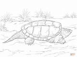 Turtle Snapping Coloring Realistic Pages Common Alligator Printable Drawing Color Turtles Sea Supercoloring Animal Colouring Sheets Template Getdrawings Kids Crafts sketch template