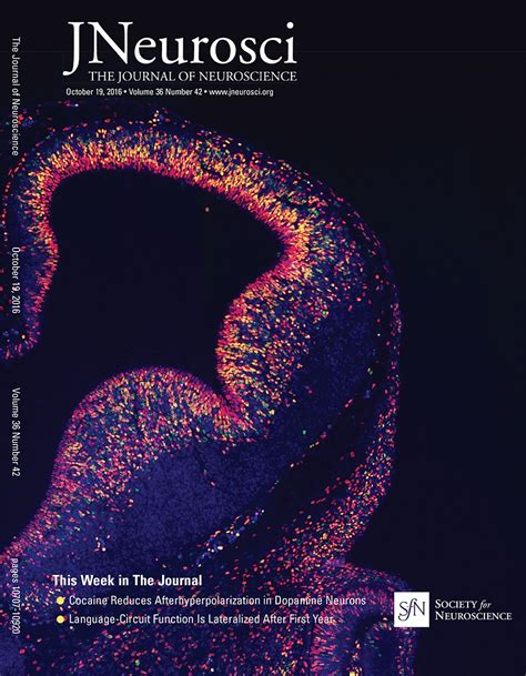 reconnecting eye to brain journal of neuroscience