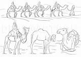 Camel Camels Coloring Caravan Desert Draw Drawing Step Animal Dragoart Clipart Drawings Animals Library sketch template