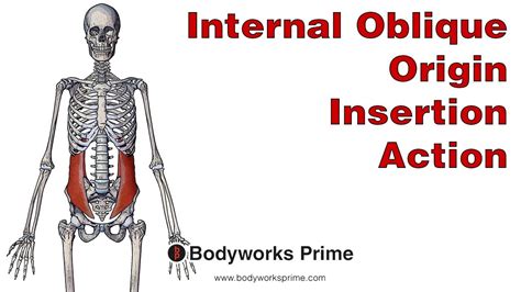internal oblique anatomy origin insertion action youtube